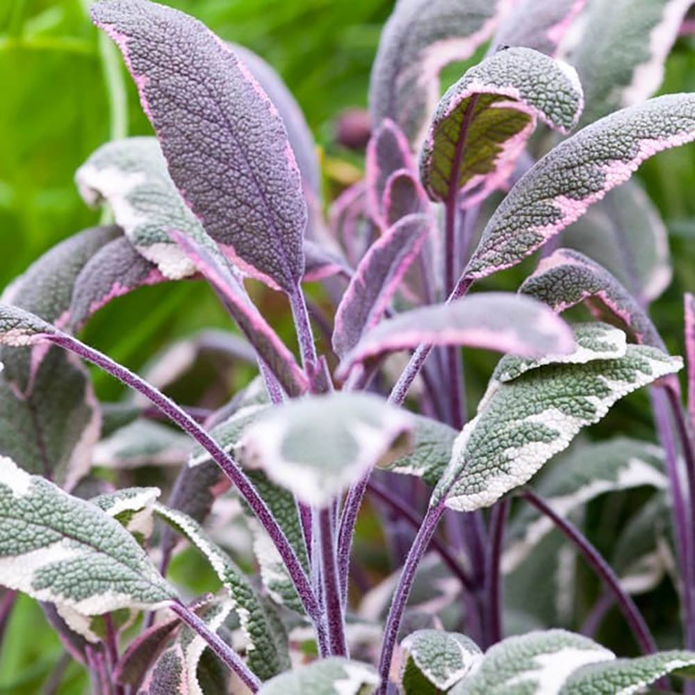 Salvie Tricolor, cu frunze verde-alb-roz si parfum placut