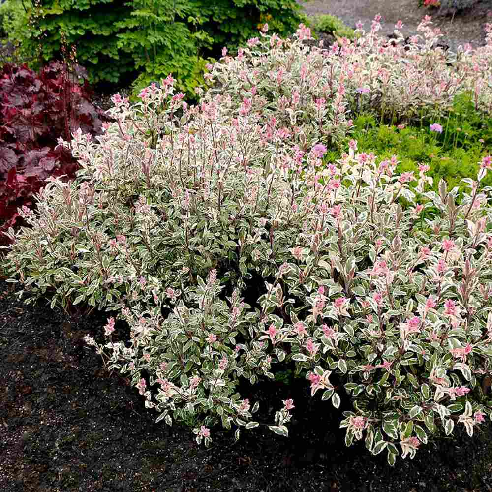 Salvie Tricolor, cu frunze verde-alb-roz si parfum placut
