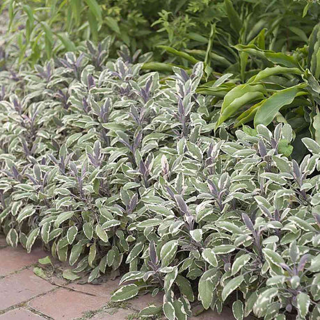 Salvie Tricolor, cu frunze verde-alb-roz si parfum placut