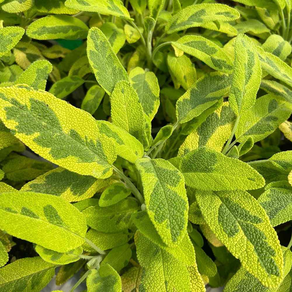 Salvie variegata Icterina, cu frunze aurii si flori mov
