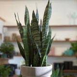 Sansevieria (Limba Soacrei) Black Coral - 30 cm
