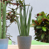 Sansevieria Cylindrica (Sulita Africana) Mikado - 80 cm