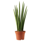 Sansevieria Cylindrica (Sulita Africana) Mikado - 30 cm