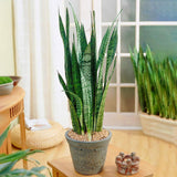 Sansevieria (Limba Soacrei) Black Coral - 30 cm