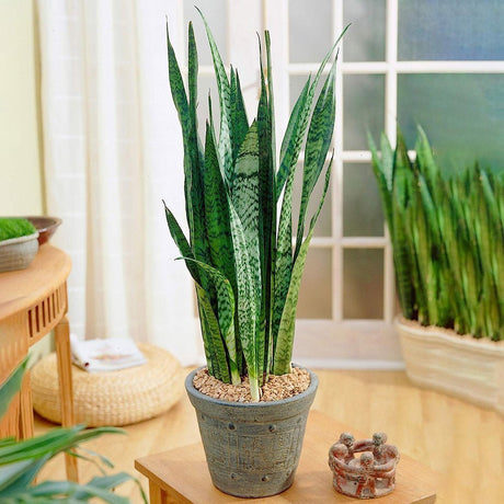 Sansevieria (Limba Soacrei) Black Coral - 30 cm