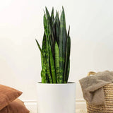 Sansevieria (Limba Soacrei) Black Coral - 75-85 cm
