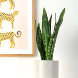 Sansevieria (Limba Soacrei) Black Coral - 75-85 cm