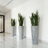 Sansevieria (Limba Soacrei) Black Coral - 75-85 cm