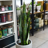 Sansevieria (Limba Soacrei) Black Coral - 75-85 cm
