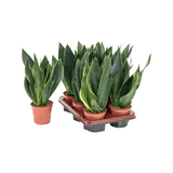 Sansevieria (Limba Soacrei) Black Diamond - 35 cm