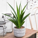 Sansevieria (Limba Soacrei) Kirkii Friends - 45 cm - VERDENA - 45 cm inaltime, ghiveci de 2 l