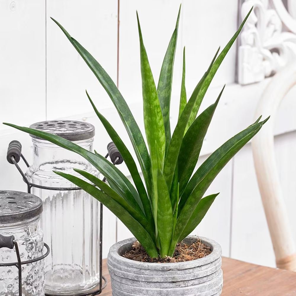 Sansevieria (Limba Soacrei) Kirkii Friends - 45 cm - VERDENA - 45 cm inaltime, ghiveci de 2 l