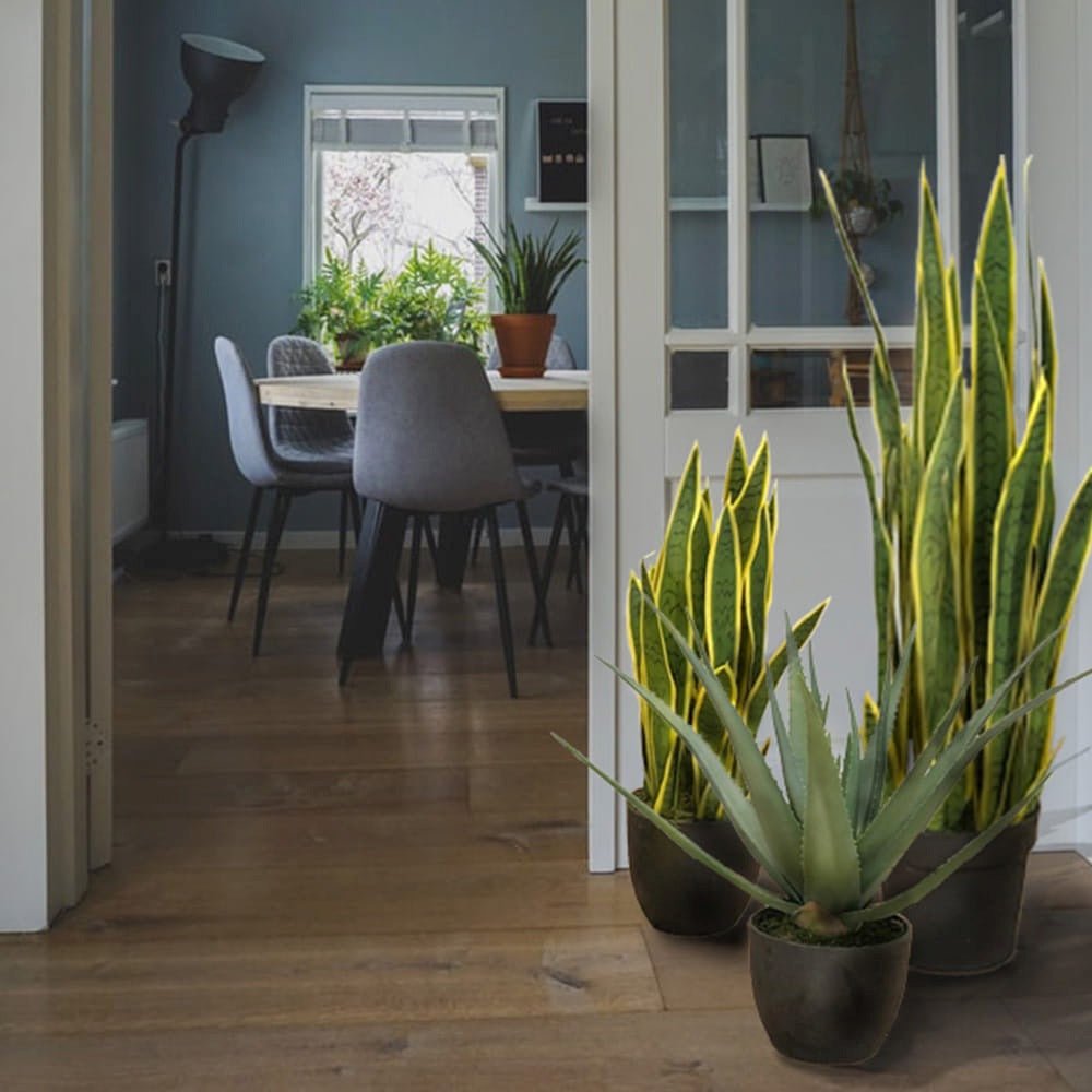 Sansevieria (Limba Soacrei) Laurentii - 100-110 cm