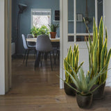 Sansevieria (Limba Soacrei) Laurentii - 100-110 cm