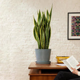 Сансевиерия Laurentii, 90 см – стайно растение, пречистващо въздуха, с елегантни зелени листа с жълти ръбове