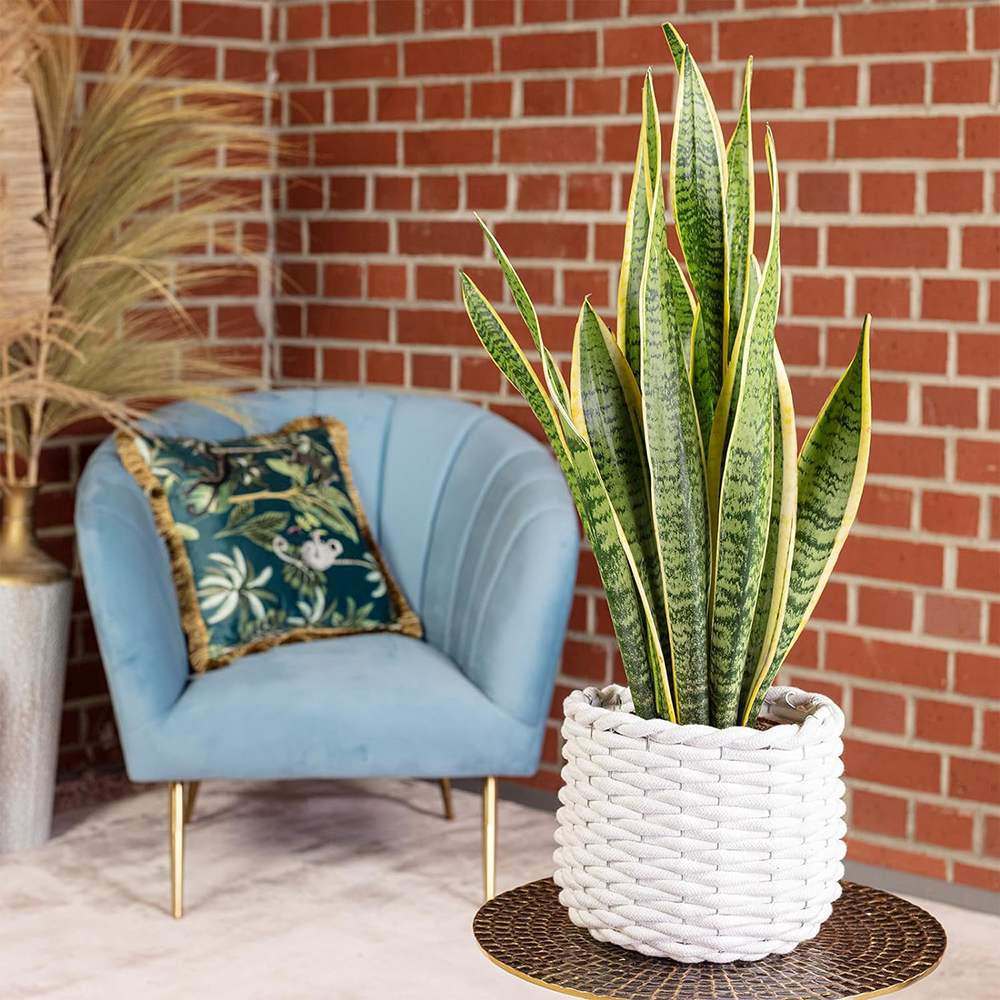 Sansevieria (Limba Soacrei) Laurentii - 100-110 cm