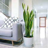 Sansevieria (Limba Soacrei) Laurentii - 100-110 cm