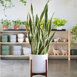 Sansevieria (Limba Soacrei) Laurentii - 120 cm