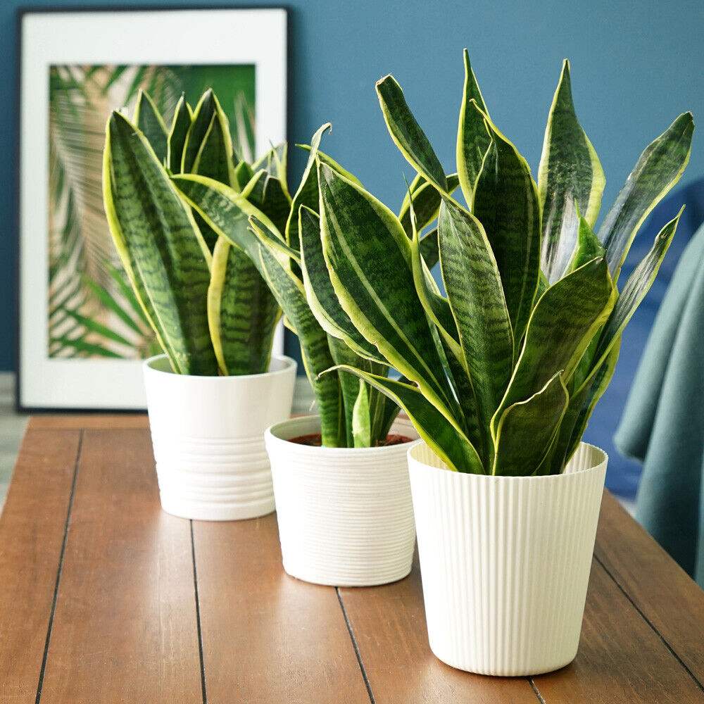 Sansevieria (Limba Soacrei) Laurentii - 30 cm