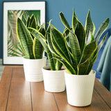 Sansevieria (Limba Soacrei) Laurentii - 30 cm