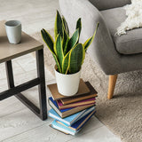 Sansevieria (Limba Soacrei) Laurentii - 30 cm