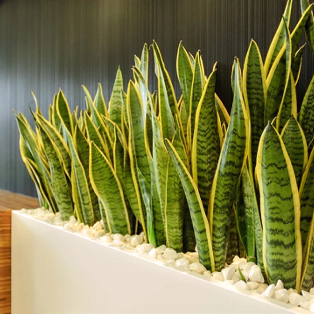 Sansevieria (Limba Soacrei) Laurentii - 40-45 cm