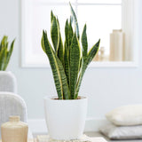 Sansevieria (Limba Soacrei) Laurentii - 40-45 cm
