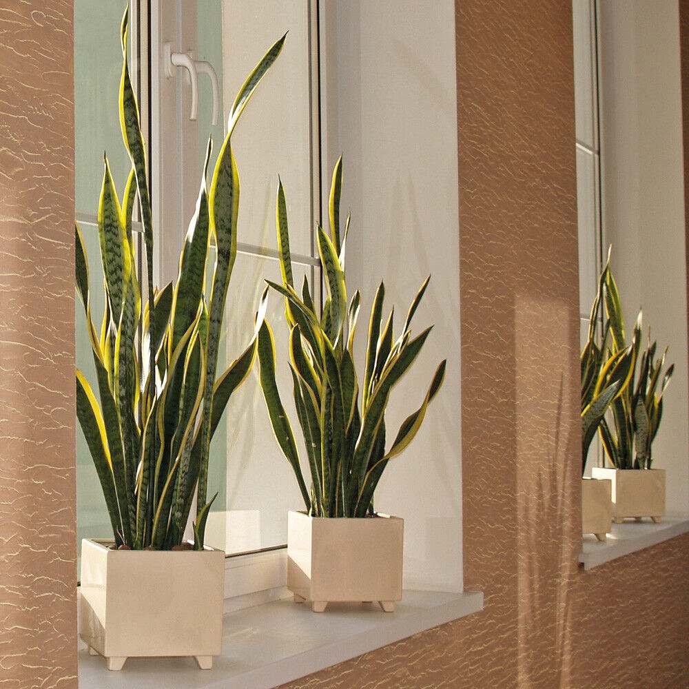 Sansevieria (Limba Soacrei) Laurentii - 90 cm