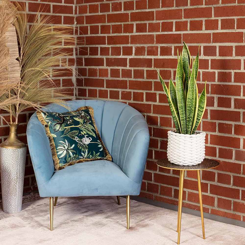 Sansevieria (Limba Soacrei) Laurentii - 90 cm