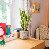 Sansevieria (Limba Soacrei) Laurentii - 90 cm