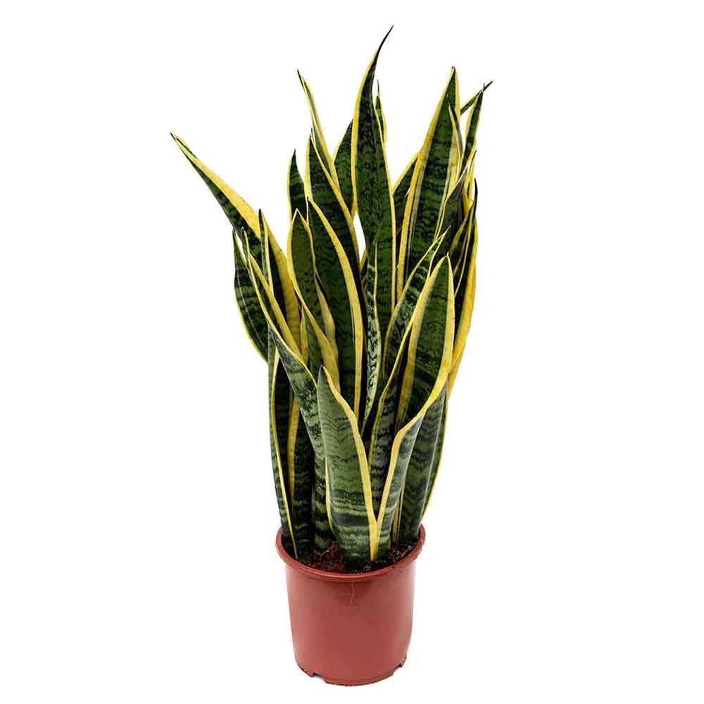 Sansevieria (Limba Soacrei) Laurentii - 90 cm