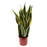 Sansevieria (Limba Soacrei) Laurentii - 90 cm