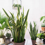 Sansevieria (Limba Soacrei) Laurentii - 80 cm