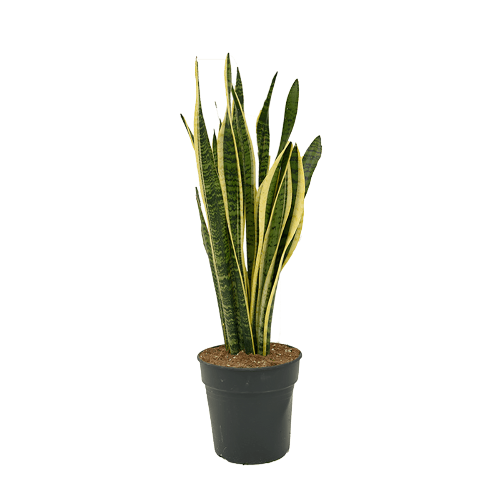 Sansevieria (Limba Soacrei) Laurentii - 80 cm