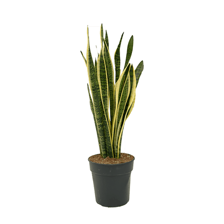 Sansevieria (Limba Soacrei) Laurentii - 80 cm