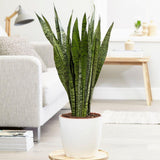 Sansevieria (Limba Soacrei) Zeylanica - 110 cm