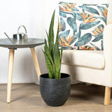 Sansevieria (Limba Soacrei) Zeylanica - 110 cm