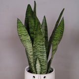 Sansevieria (Limba Soacrei) Laurentii - 55-60 cm