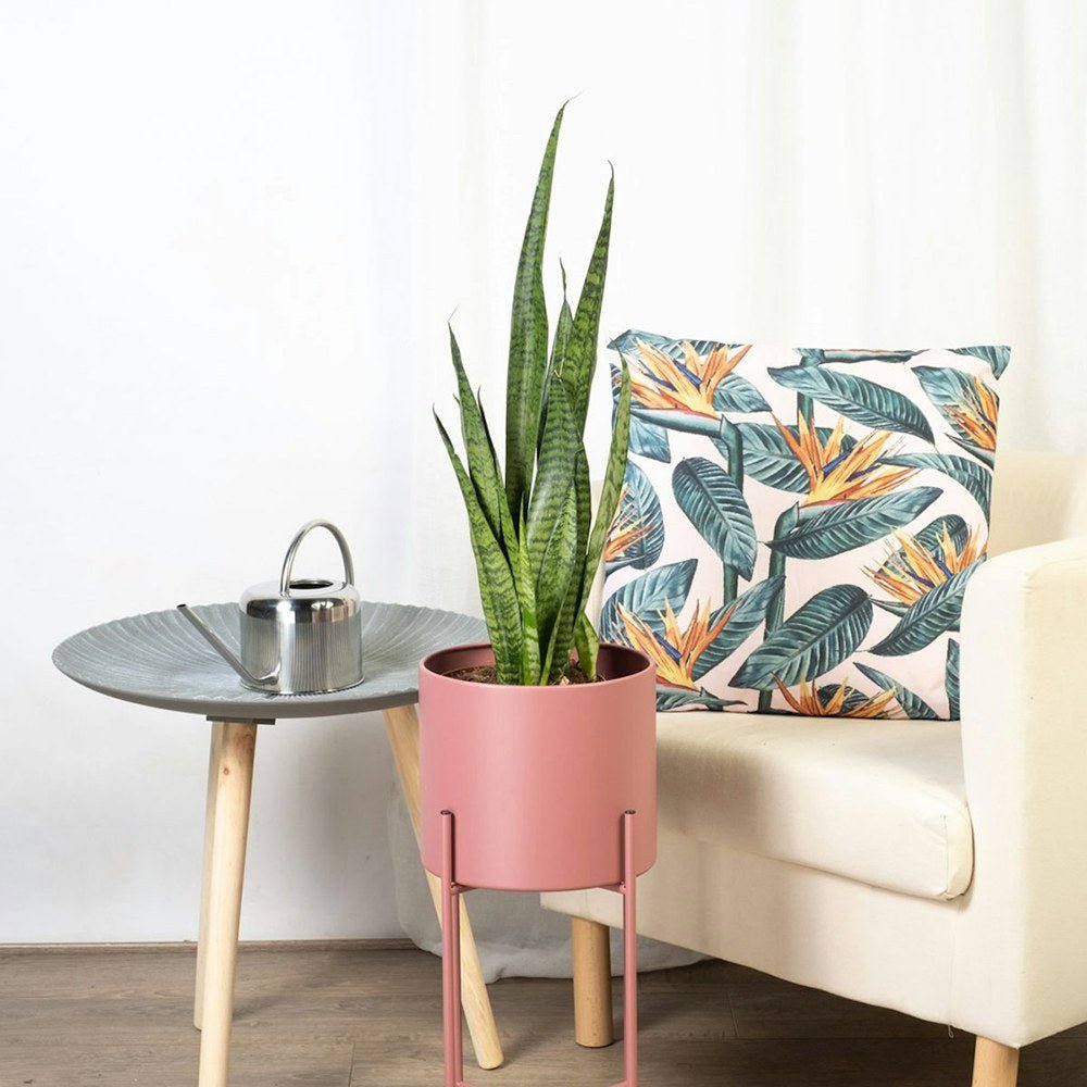 Sansevieria (Limba Soacrei) Zeylanica - 60 cm
