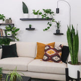 Sansevieria (Limba Soacrei) Zeylanica - 60 cm