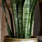 Sansevieria (Limba Soacrei) Zeylanica - 70-80 cm