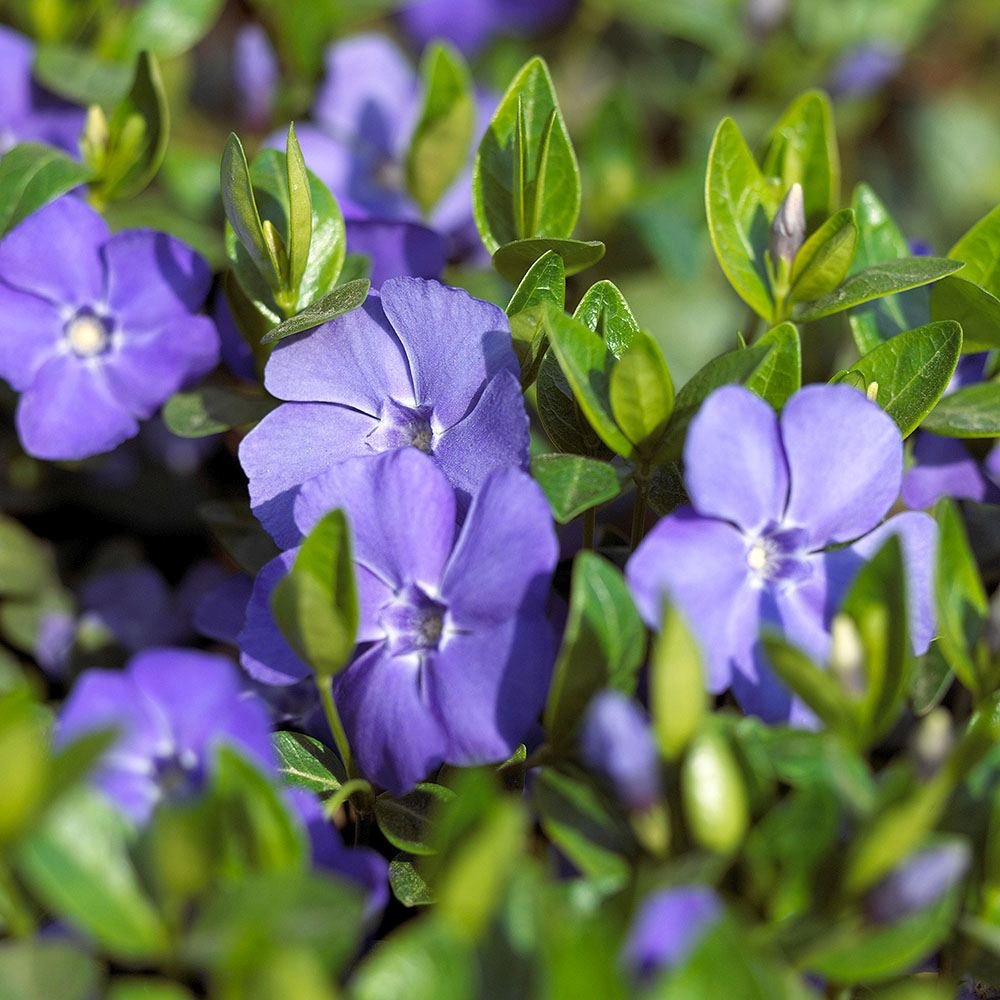 Saschiu cu frunza mare, tarator, vesnic verde cu flori albastre-mov (Vinca Major)