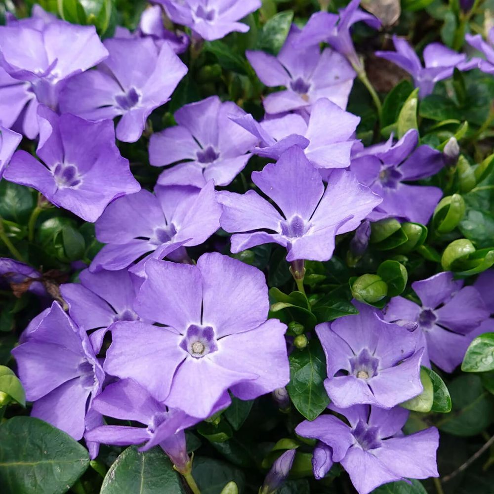 Saschiu cu frunza mica, tarator, vesnic verde cu flori albastre-mov (Vinca Minor)