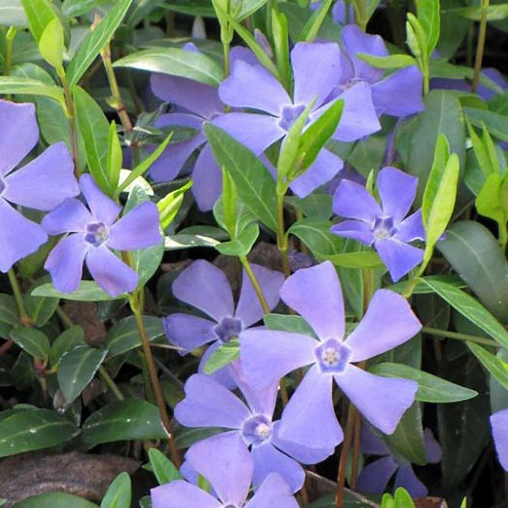 Saschiu cu frunza mica, tarator, vesnic verde cu flori albastre-mov (Vinca Minor)