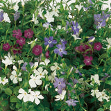 Saschiu Tricolor cu frunza mica, tarator, vesnic verde cu flori purpurii-alb-mov (Vinca Minor)