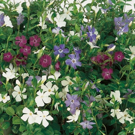 Saschiu Tricolor cu frunza mica, tarator, vesnic verde cu flori purpurii-alb-mov (Vinca Minor)