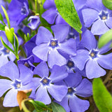 Saschiu cu frunza mica, tarator, vesnic verde cu flori albastre-mov (Vinca Minor)