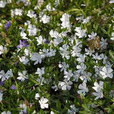 Saschiu cu frunza mica, tarator, vesnic verde cu flori albe (Vinca Minor)