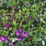 Saschiu cu frunza mica, tarator, vesnic verde cu flori purpurii-burgundiu (Vinca Minor Atropurpurea)