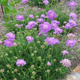 Scabiosa Butterfly Blue, cu flori albastre
